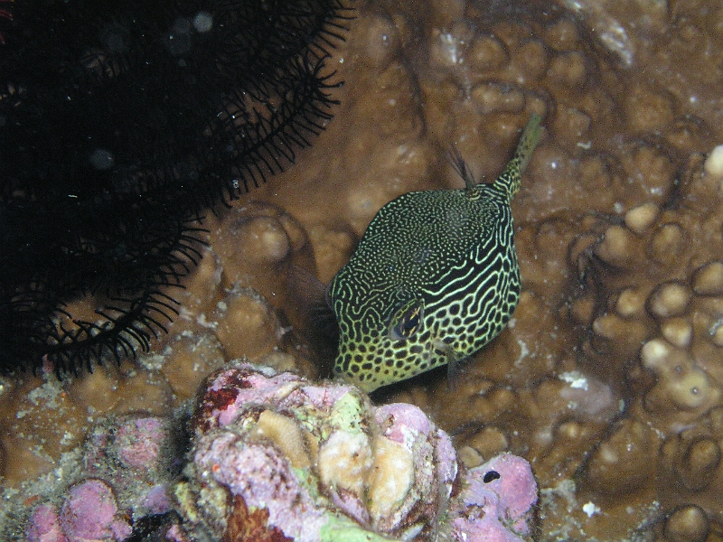 junger Solor-Kofferfisch.JPG